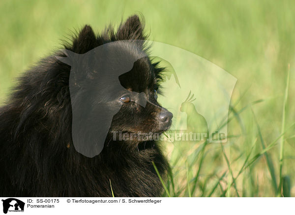 Zwergspitz / Pomeranian / SS-00175