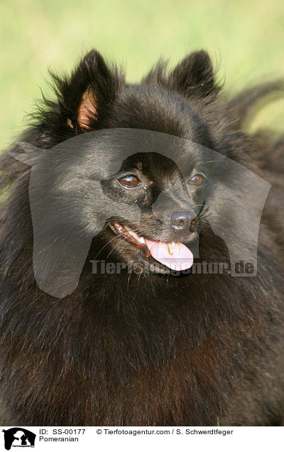 Zwergspitz / Pomeranian / SS-00177