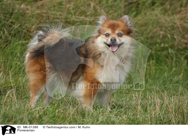 Pomeranian / MK-01386