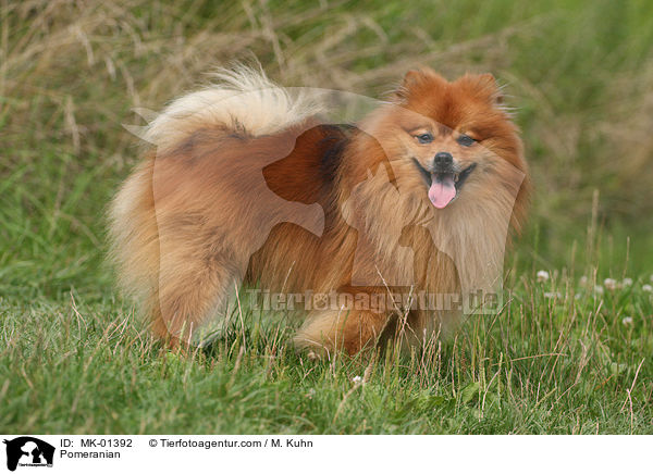 Pomeranian / MK-01392