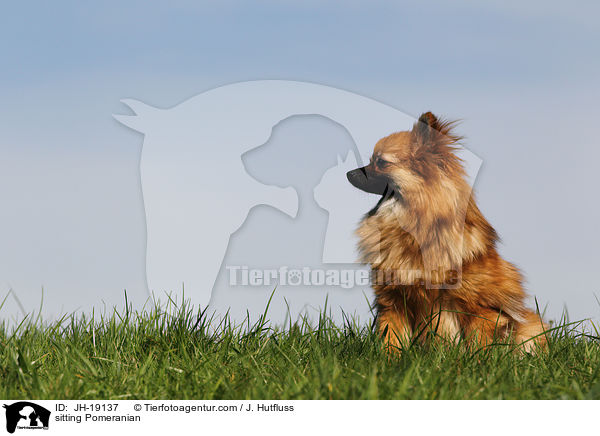 sitzender Zwergspitz / sitting Pomeranian / JH-19137
