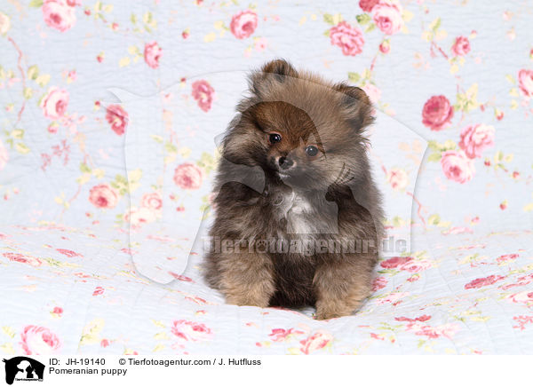 Pomeranian puppy / JH-19140