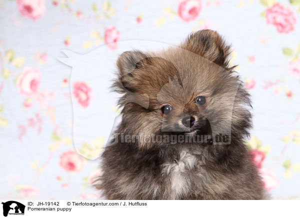 Pomeranian puppy / JH-19142