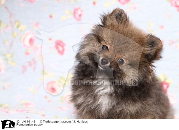 Pomeranian puppy / JH-19143