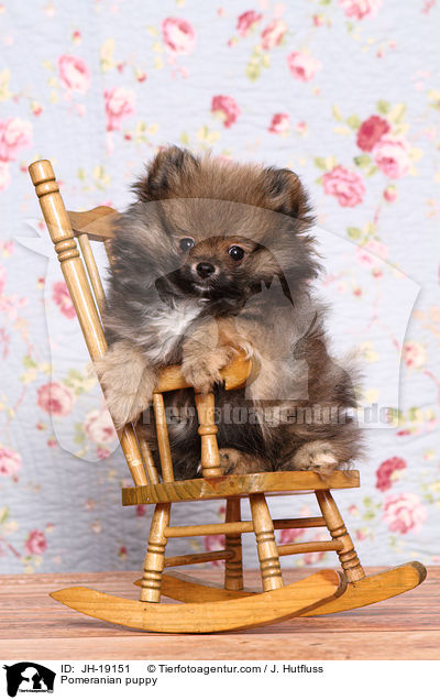 Pomeranian puppy / JH-19151