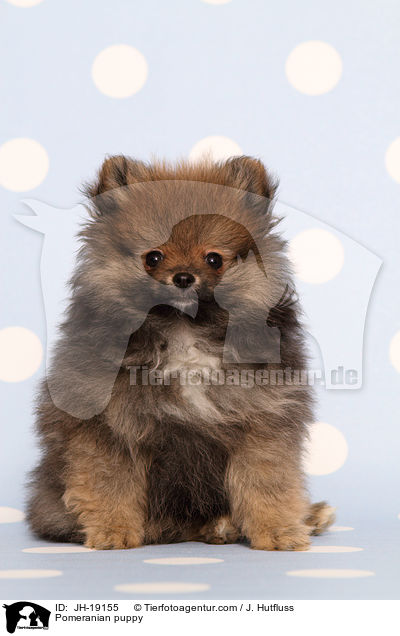 Pomeranian puppy / JH-19155