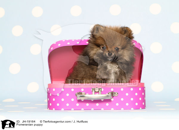 Zwergspitz Welpe / Pomeranian puppy / JH-19164