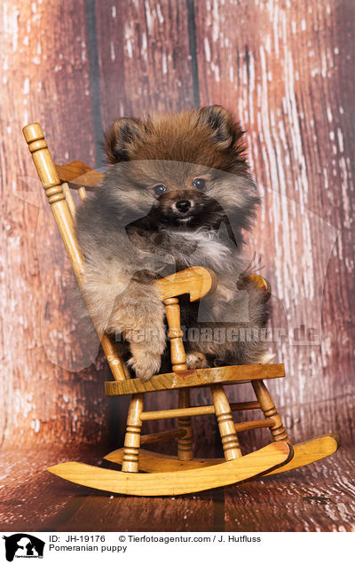 Zwergspitz Welpe / Pomeranian puppy / JH-19176