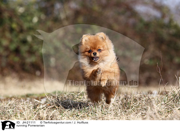 running Pomeranian / JH-21111