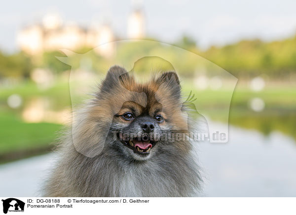 Pomeranian Portrait / DG-08188