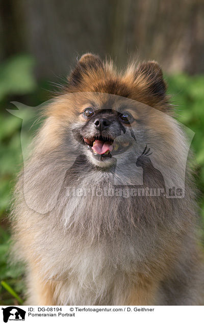 Pomeranian Portrait / DG-08194