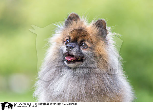 Pomeranian Portrait / DG-08195