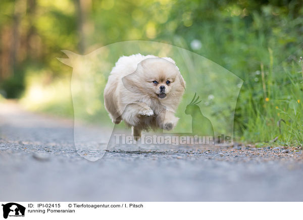 rennender Zwergspitz / running Pomeranian / IPI-02415