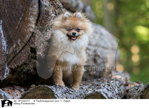 sitting Pomeranian / IPI-02417