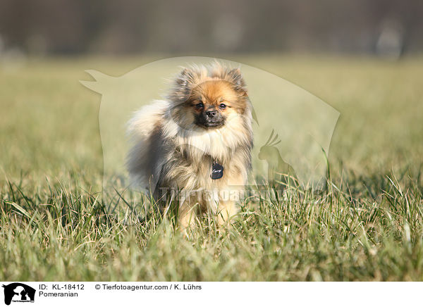 Zwergspitz / Pomeranian / KL-18412