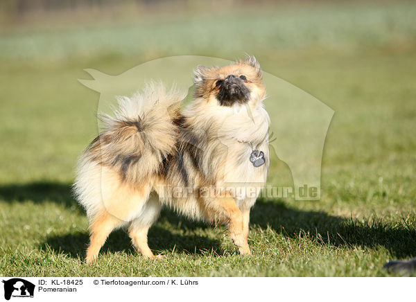 Zwergspitz / Pomeranian / KL-18425