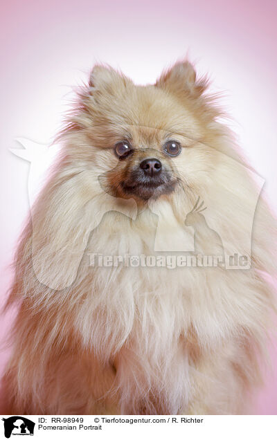 Zwergspitz Portrait / Pomeranian Portrait / RR-98949