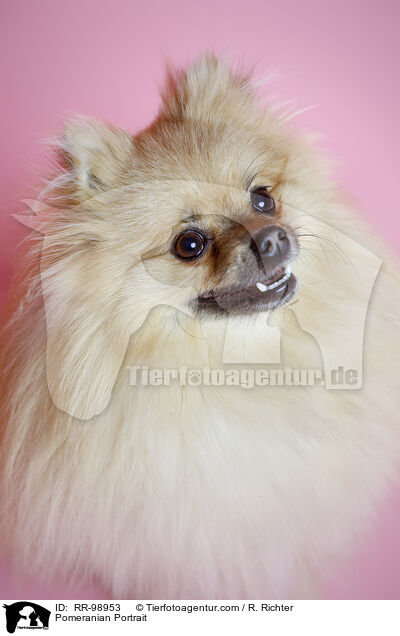 Pomeranian Portrait / RR-98953