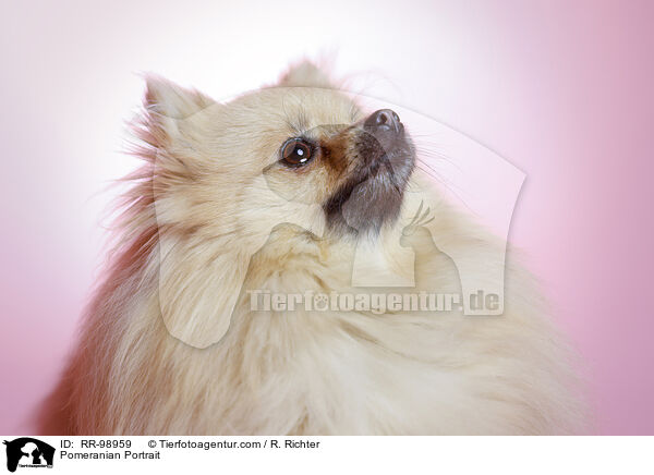 Zwergspitz Portrait / Pomeranian Portrait / RR-98959