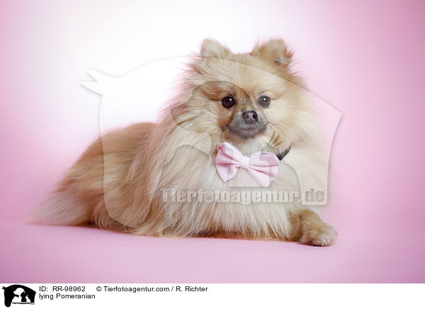 liegender Zwergspitz / lying Pomeranian / RR-98962