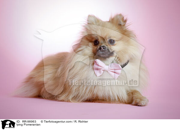 lying Pomeranian / RR-98963