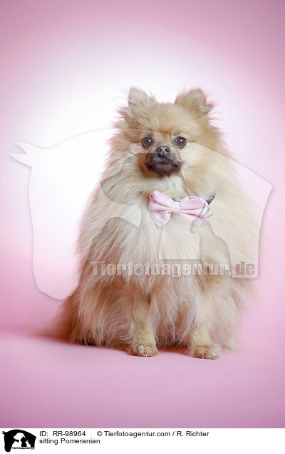sitzender Zwergspitz / sitting Pomeranian / RR-98964