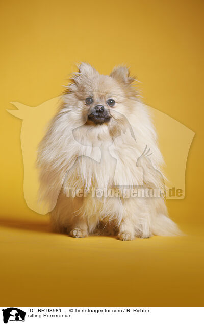 sitzender Zwergspitz / sitting Pomeranian / RR-98981