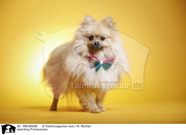 stehender Zwergspitz / standing Pomeranian / RR-98999