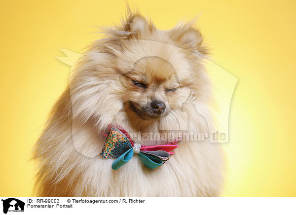 Zwergspitz Portrait / Pomeranian Portrait / RR-99003