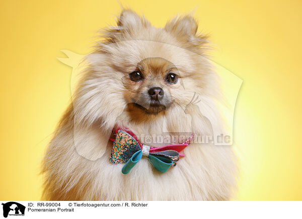 Zwergspitz Portrait / Pomeranian Portrait / RR-99004