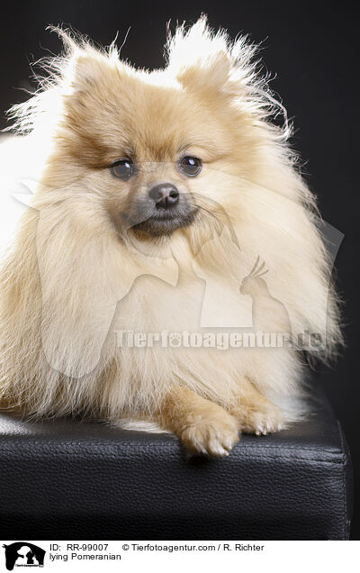 liegender Zwergspitz / lying Pomeranian / RR-99007