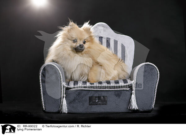 liegender Zwergspitz / lying Pomeranian / RR-99022
