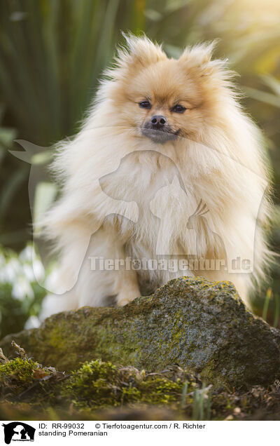 stehender Zwergspitz / standing Pomeranian / RR-99032