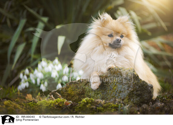 liegender Zwergspitz / lying Pomeranian / RR-99040