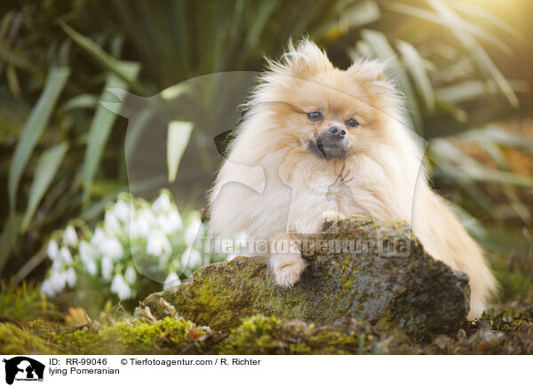 liegender Zwergspitz / lying Pomeranian / RR-99046