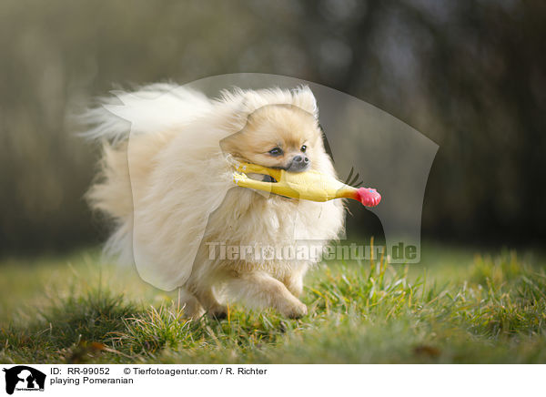 spielender Zwergspitz / playing Pomeranian / RR-99052