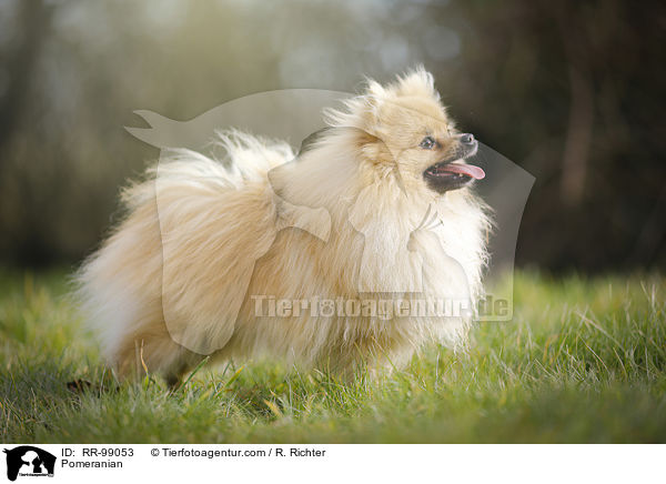 Zwergspitz / Pomeranian / RR-99053