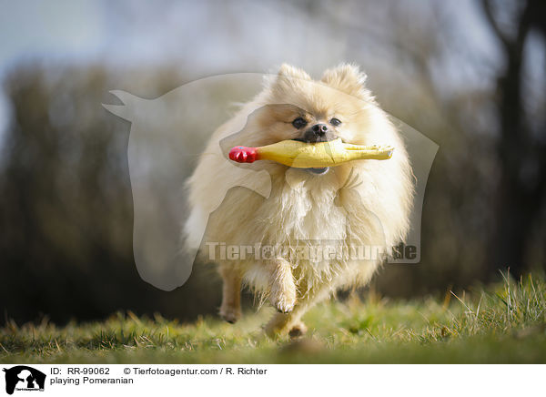 spielender Zwergspitz / playing Pomeranian / RR-99062
