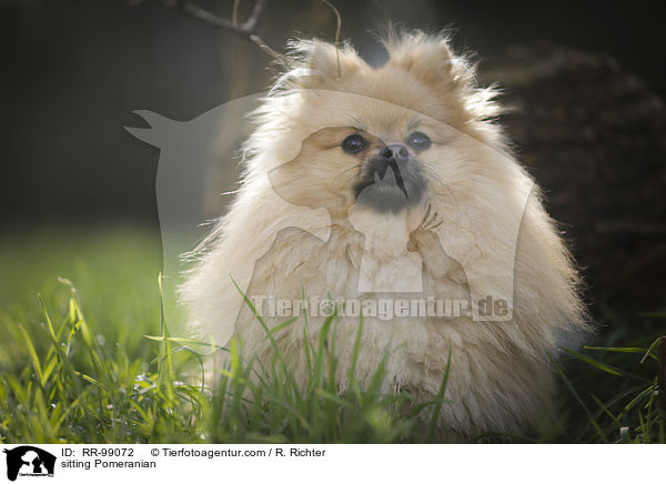 sitzender Zwergspitz / sitting Pomeranian / RR-99072