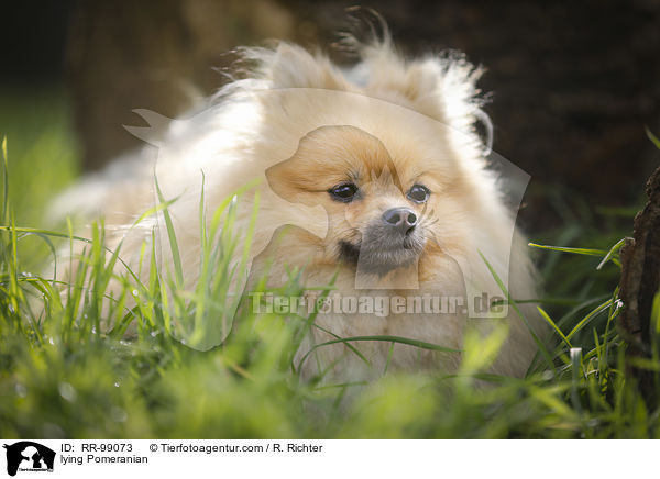 liegender Zwergspitz / lying Pomeranian / RR-99073