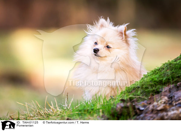 Zwergspitz / Pomeranian / TAH-01125