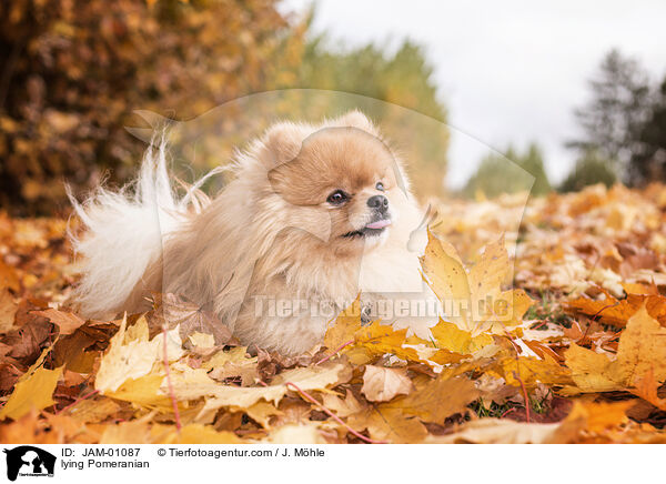 liegender Zwergspitz / lying Pomeranian / JAM-01087