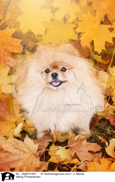 sitzender Zwergspitz / sitting Pomeranian / JAM-01091