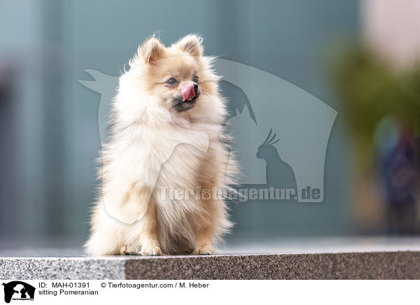 sitzender Zwergspitz / sitting Pomeranian / MAH-01391