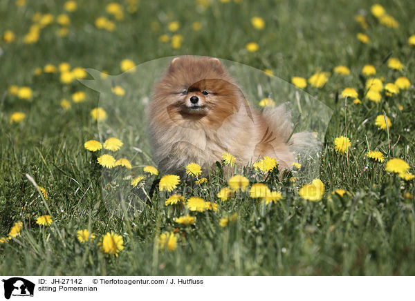 sitzender Zwergspitz / sitting Pomeranian / JH-27142