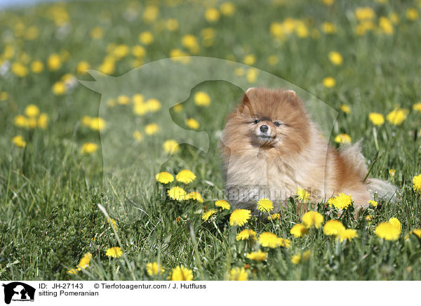 sitzender Zwergspitz / sitting Pomeranian / JH-27143