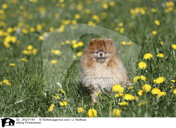 sitzender Zwergspitz / sitting Pomeranian / JH-27144