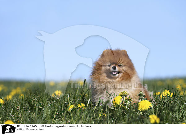 sitzender Zwergspitz / sitting Pomeranian / JH-27145