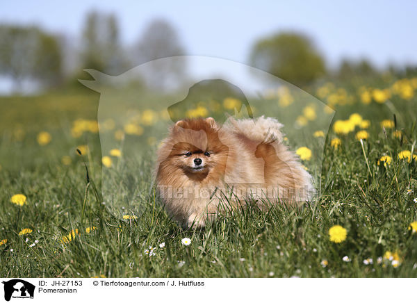 Zwergspitz / Pomeranian / JH-27153