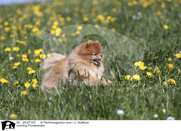 rennender Zwergspitz / running Pomeranian / JH-27157